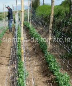 Siembra de tomate