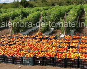 Siembra de tomate