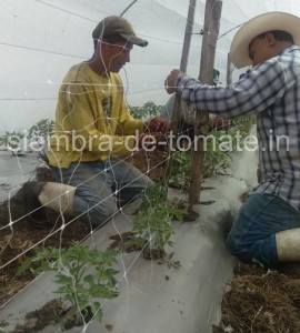 Siembra de tomate