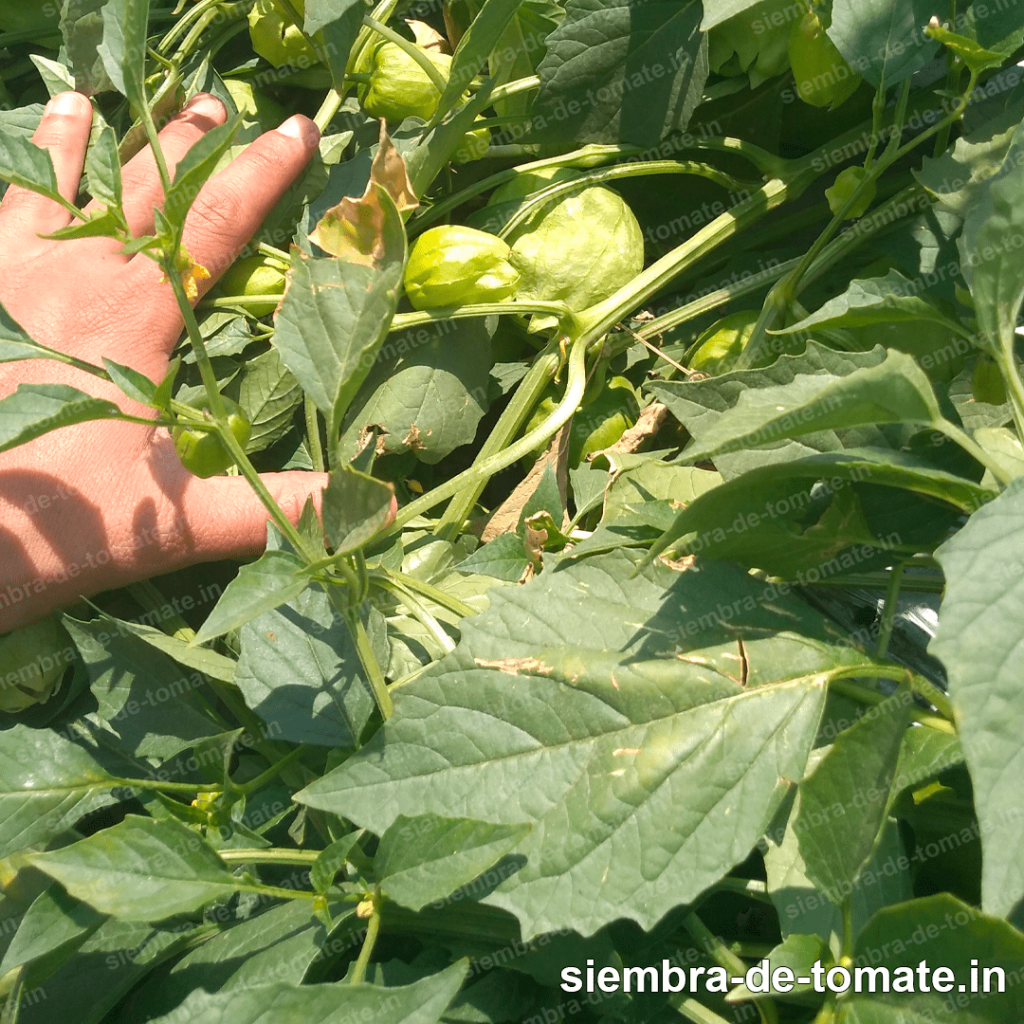 tomate entutorado