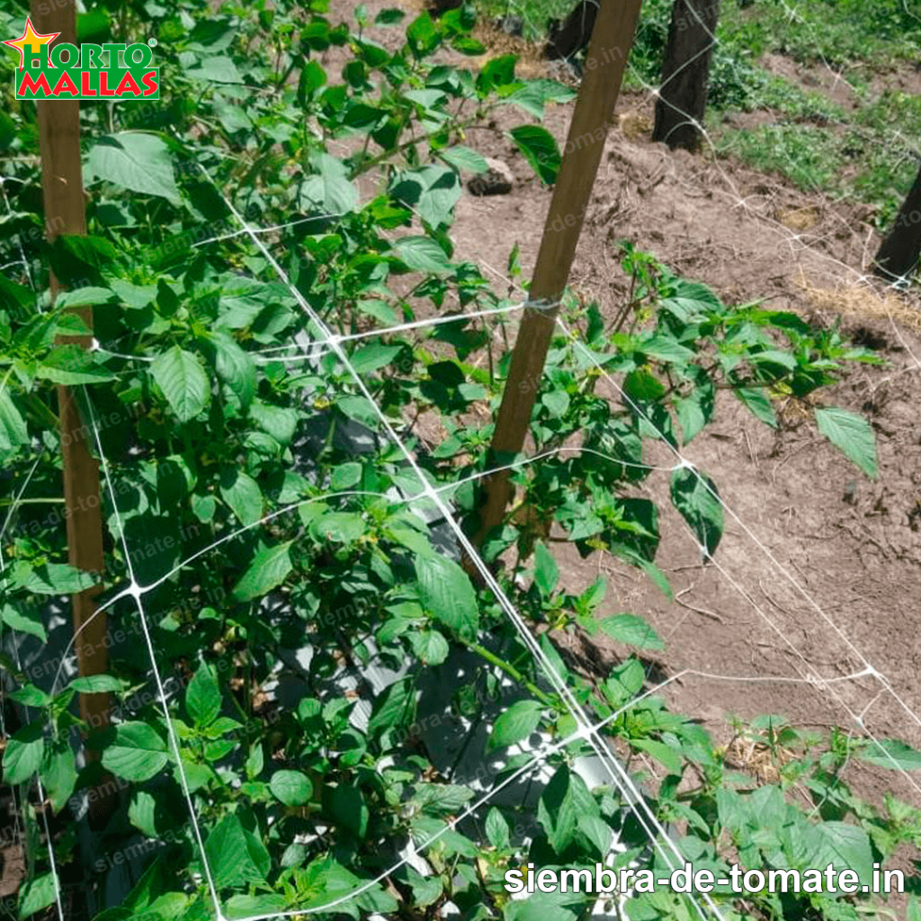 Malla tomatera para entutorar tomate 